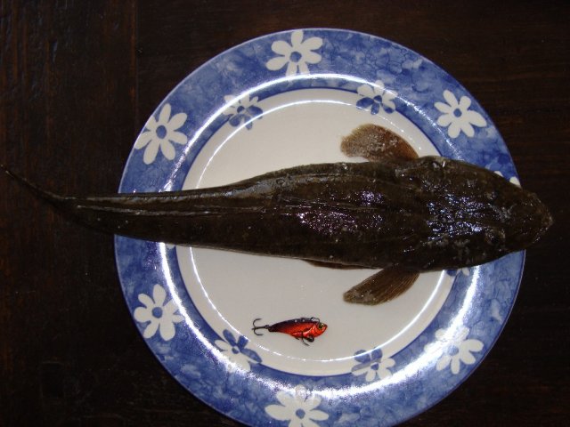 45cm Bartailed Flathead and Lure (mid-Feb 2012)